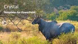  Presentation with nilgai antelope - PPT theme enhanced with nilgai-or-blue-bull background and a tawny brown colored foreground