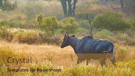  Presentation with nilgai antelope - Amazing slides having nilgai-or-blue-bull backdrop and a gold colored foreground
