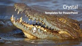  Presentation with crocodile - PPT theme with niloticus catching a small fish background and a gray colored foreground