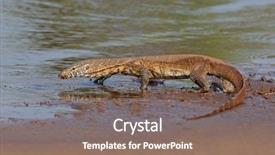  Presentation with varanus - Colorful PPT layouts enhanced with niloticus walking in shallow water backdrop and a violet colored foreground
