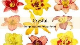  Presentation with lily flower - PPT theme featuring nine different day lily flower background and a blonde colored foreground