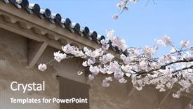  Presentation with cherry blossom - Presentation with ninja world - himeji castle during cherry blossom background and a violet colored foreground