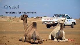  Presentation with truck - Audience pleasing slide set consisting of nissan-truck-and-camels-sitting backdrop and a light blue colored foreground