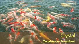  Presentation with koi fish - Slide deck featuring nitrite - japanese koi fish in pond background and a tawny brown colored foreground