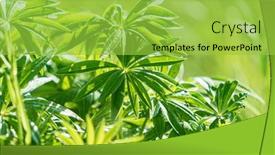  Presentation with plant - PPT layouts with nitrogen-fixing-plant-blue-lupine background and a yellow colored foreground