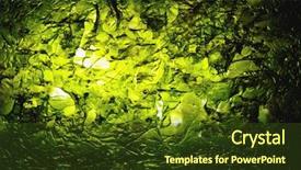  Presentation with seaweed - Beautiful slides featuring nkri - dried nori seaweed laminaria sheet backdrop and a tawny brown colored foreground