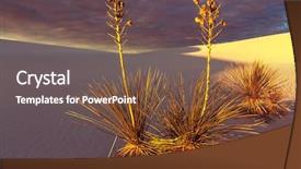  Presentation with mexic - Colorful PPT theme enhanced with nm - soaptree yucca yucca elata clinging backdrop and a  colored foreground
