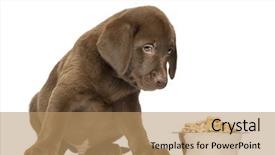  Presentation with old dog - Slide set enhanced with no food - labrador retriever puppy sitting background and a coral colored foreground