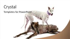  Presentation with greyhound race - Amazing PPT theme having no longer want to race backdrop and a white colored foreground