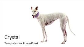  Presentation with greyhound race - Cool new presentation design with no longer want to race backdrop and a white colored foreground