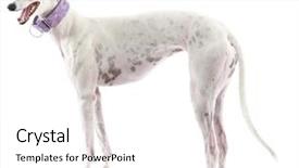  Presentation with greyhound race - Presentation theme enhanced with no longer want to race background and a white colored foreground