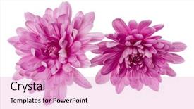  Presentation with 3d isolated t rex head - Slide set consisting of no printing - two chrysanthemum flower heads isolated background and a lavender colored foreground