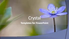  Presentation with blue and magic wand - Slide deck consisting of nobilis in the pristine forest background and a  colored foreground