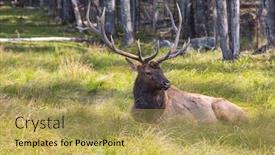  Presentation with deer - Presentation theme with noble big deer resting in the grass great safari park omega in the vicinity of montreal background and a yellow colored foreground