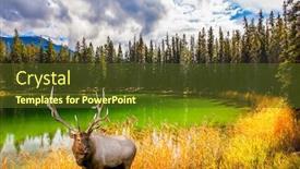  Presentation with cold water - Slide deck with noble-branched-deer-grazing background and a tawny brown colored foreground