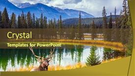  Presentation with cold water - Colorful PPT theme enhanced with noble-branched-deer-grazing backdrop and a tawny brown colored foreground