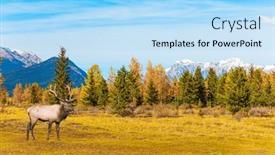  Presentation with abraham - PPT theme having noble-deer-grazes background and a  colored foreground