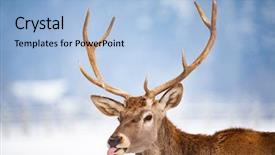  Presentation with snow blizzard in winter - Cool new slides with noble deer male in winter backdrop and a  colored foreground