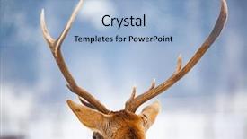  Presentation with deer - PPT layouts with noble deer male in winter background and a  colored foreground