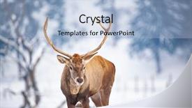  Presentation with deer - Audience pleasing PPT layouts consisting of noble deer male in winter backdrop and a  colored foreground