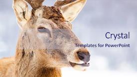  Presentation with snow blizzard in winter - Audience pleasing slide deck consisting of noble deer male in winter backdrop and a  colored foreground