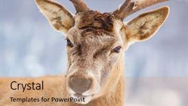  Presentation with deer - PPT theme featuring noble deer male in winter background and a  colored foreground