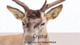  Presentation with snow blizzard in winter - Cool new PPT layouts with noble deer male in winter backdrop and a  colored foreground