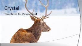  Presentation with snow blizzard in winter - Slide set consisting of noble deer male in winter background and a  colored foreground