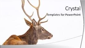  Presentation with snow blizzard in winter - Colorful slide deck enhanced with noble deer male in winter backdrop and a  colored foreground
