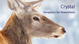  Presentation with snow blizzard in winter - Theme having noble deer male in winter background and a  colored foreground
