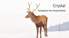  Presentation with snow blizzard in winter - PPT theme featuring noble deer male in winter background and a white colored foreground
