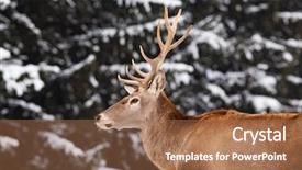  Presentation with deer - Amazing PPT theme having noble deer male in winter backdrop and a  colored foreground