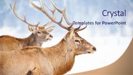  Presentation with deer - Amazing slide deck having noble deer male in winter backdrop and a  colored foreground