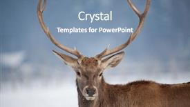  Presentation with snow blizzard in winter - Cool new slides with noble deer male in winter backdrop and a seafoam green colored foreground
