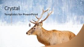  Presentation with snow blizzard in winter - Theme enhanced with noble deer male in winter background and a light blue colored foreground