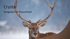  Presentation with snow blizzard in winter - Amazing PPT layouts having noble deer male in winter backdrop and a seafoam green colored foreground