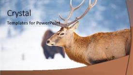  Presentation with snow blizzard in winter - Slide deck consisting of noble deer male in winter background and a light blue colored foreground