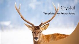  Presentation with deer - Audience pleasing PPT layouts consisting of noble deer male in winter backdrop and a light blue colored foreground