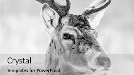  Presentation with deer - Slide deck featuring noble deer male in winter background and a light gray colored foreground