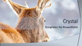  Presentation with snow blizzard in winter - Slide deck with noble deer male in winter background and a light blue colored foreground
