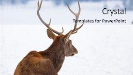  Presentation with deer - PPT layouts having noble deer male in winter background and a light blue colored foreground