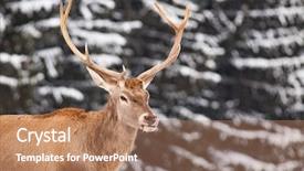  Presentation with deer - Audience pleasing slide deck consisting of noble deer male in winter backdrop and a  colored foreground