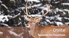  Presentation with sunny winter day the snow - PPT theme featuring noble deer male in winter background and a  colored foreground