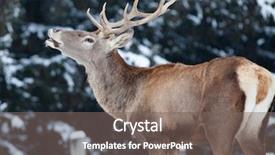  Presentation with deer - Slide deck enhanced with noble deer male in winter background and a  colored foreground