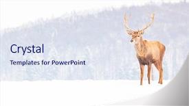  Presentation with snow blizzard in winter - Slide set consisting of noble deer male in winter background and a  colored foreground