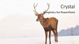  Presentation with deer - Colorful slide set enhanced with noble deer male in winter backdrop and a white colored foreground