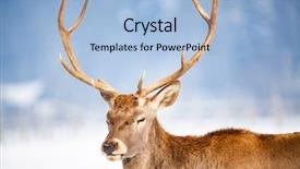  Presentation with snow blizzard in winter - Beautiful theme featuring noble deer male in winter backdrop and a light blue colored foreground