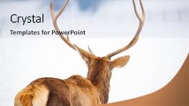  Presentation with snow blizzard in winter - PPT layouts with noble deer male in winter background and a light blue colored foreground