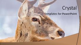  Presentation with deer - Slide deck featuring noble deer male in winter background and a light blue colored foreground