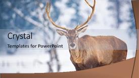  Presentation with deer - Amazing slide deck having noble deer male in winter backdrop and a light blue colored foreground